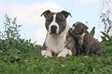 AMSTAFF  ADULT & PUPPIES 089